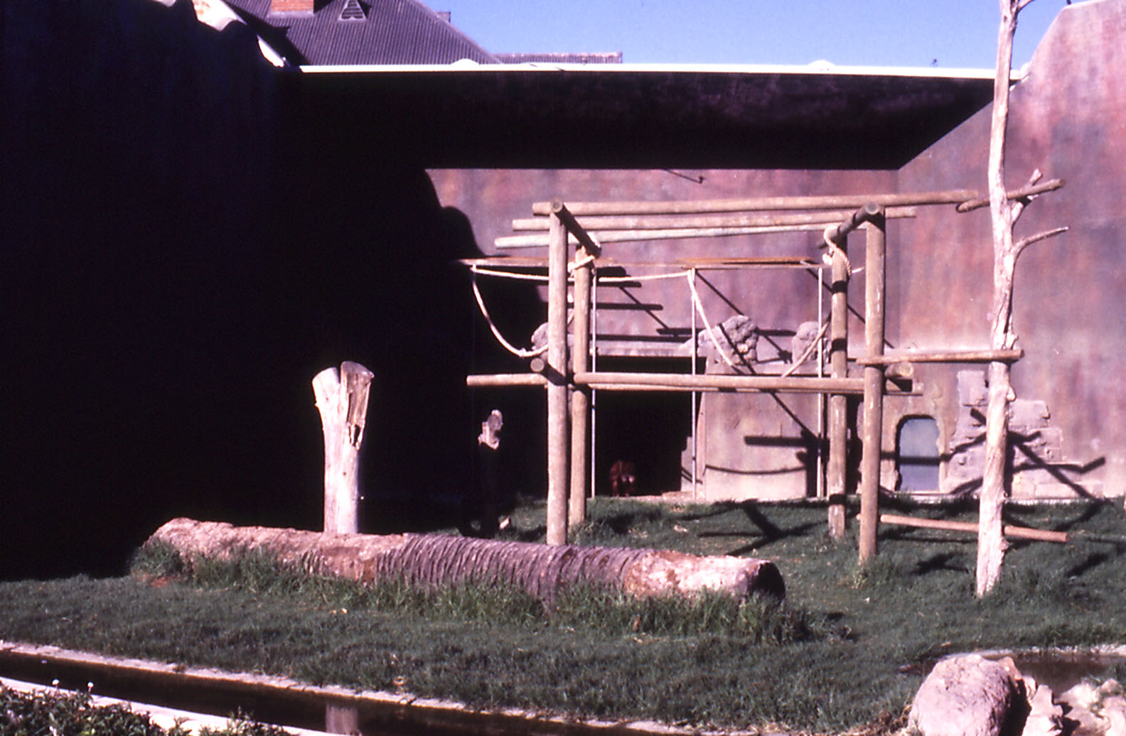 Orang Enclosure, 1984