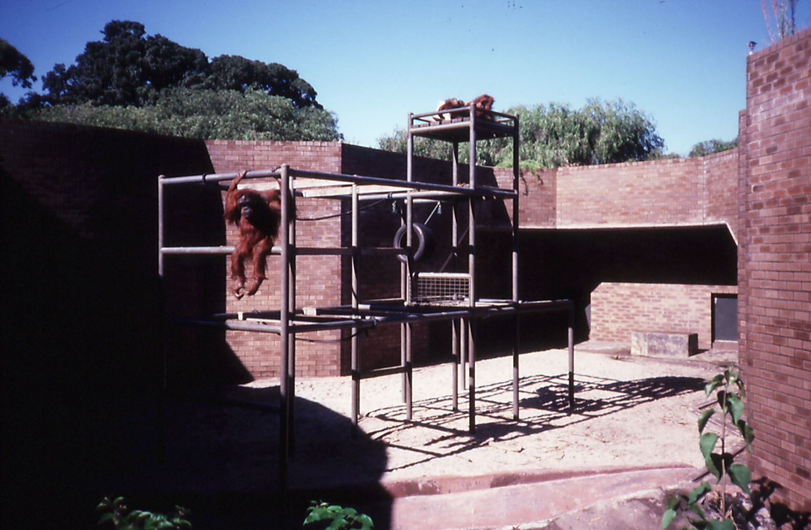 Orang enclosure, 1987
