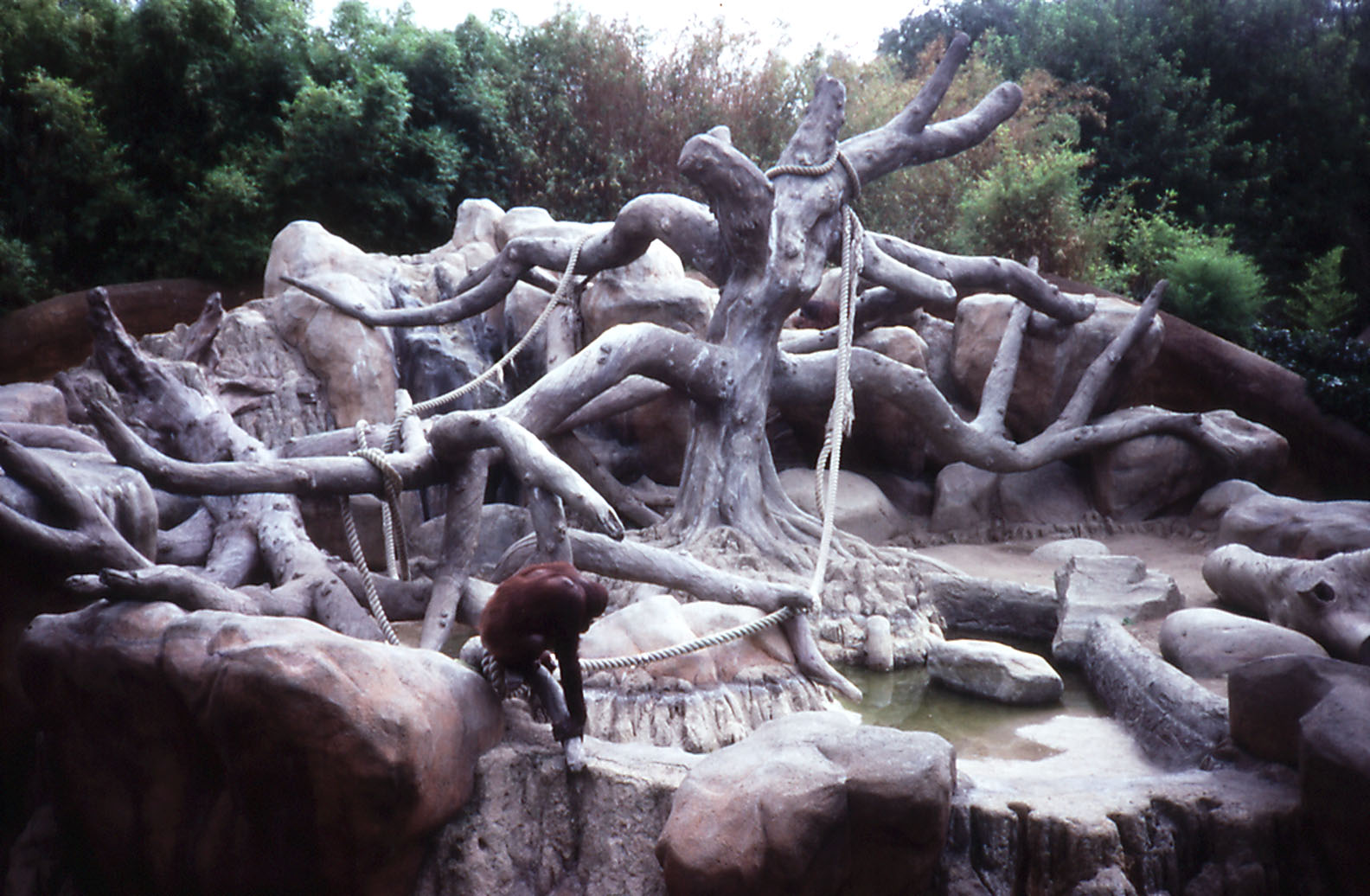 Orang enclosure - 1987