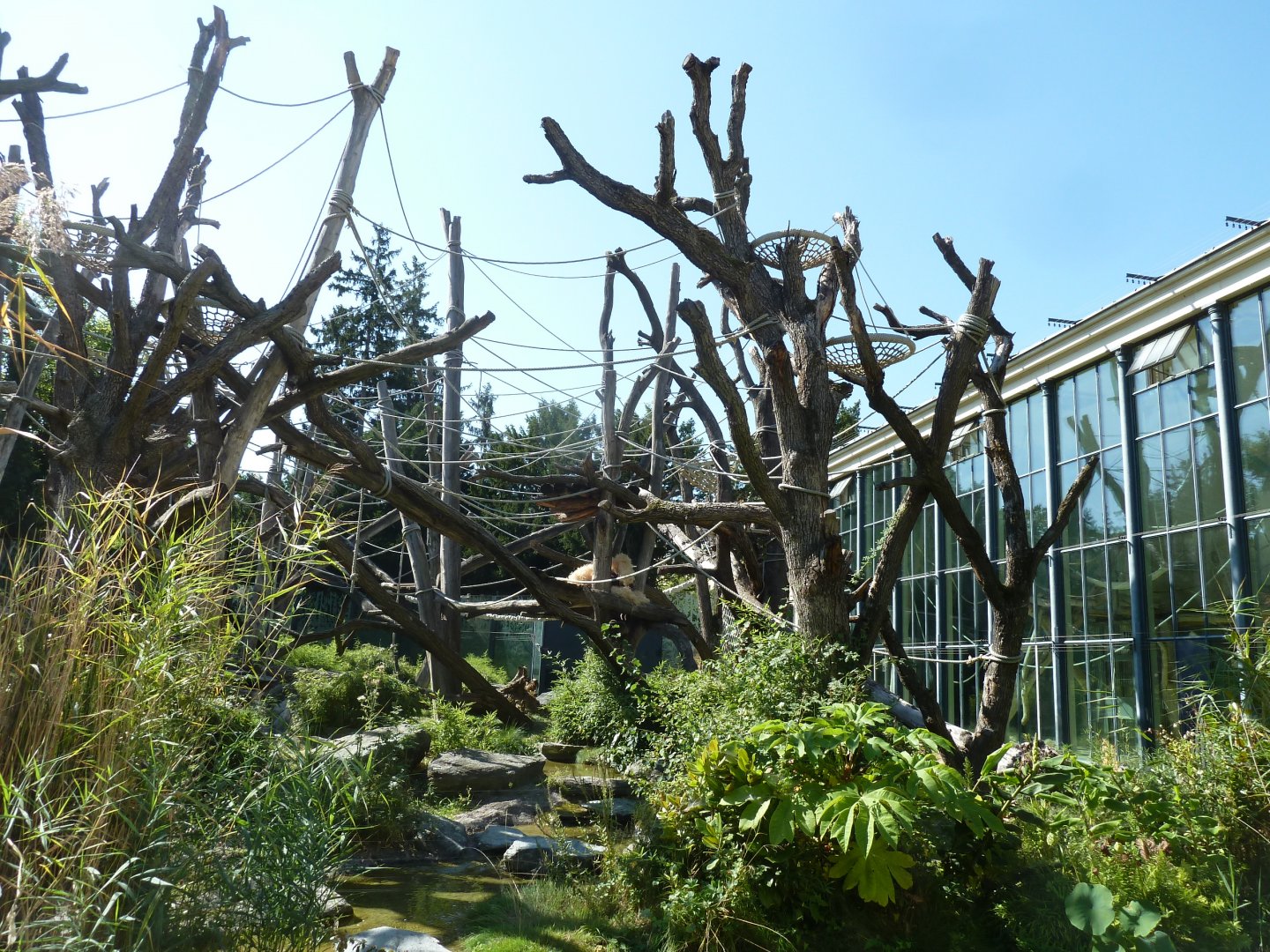 Orang.erie - Outside enclosure for Borean orangutan