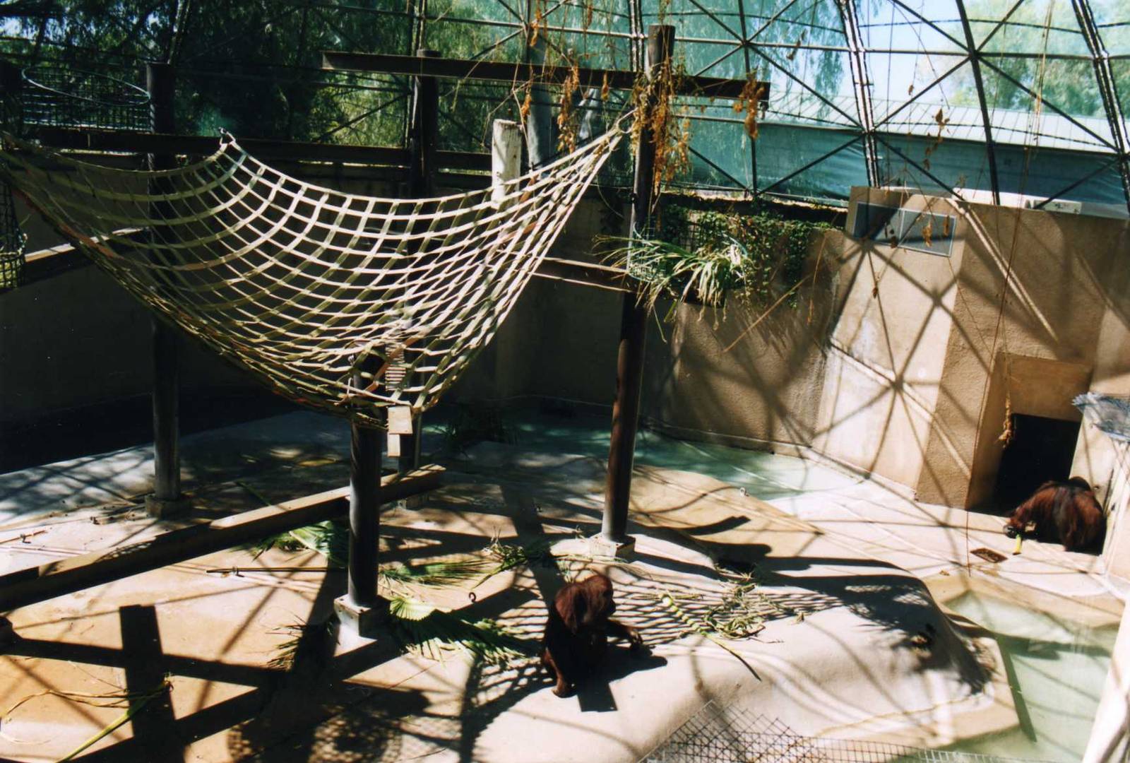 Orang Exhibit Detail