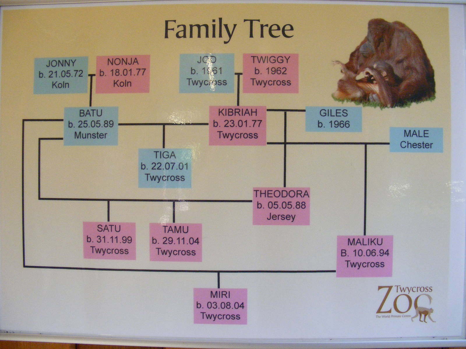 Orang family tree at Twycross 2 May 2009