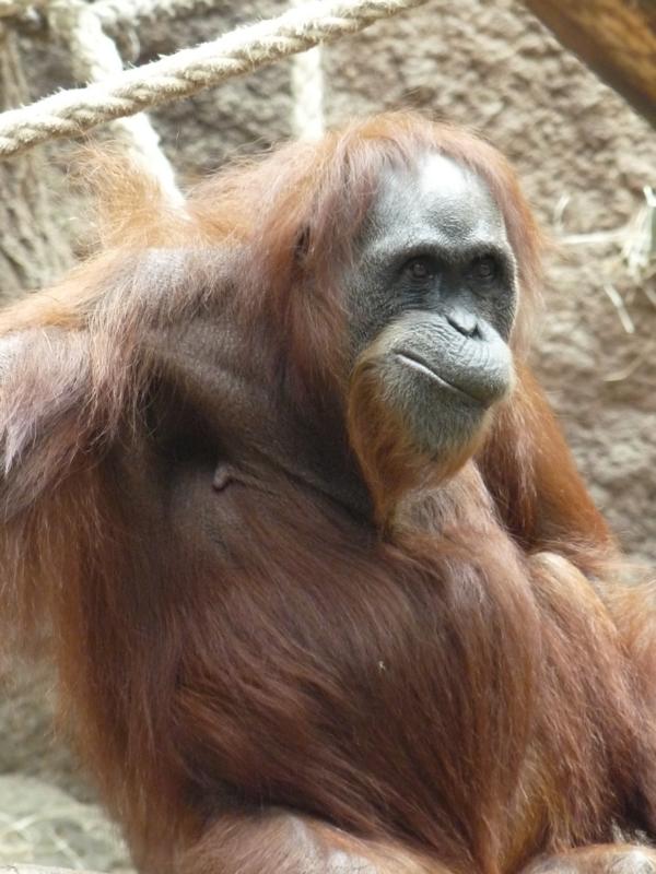 Orang female