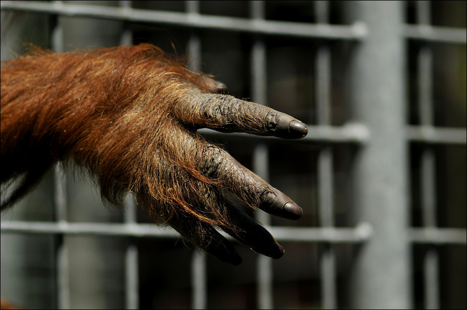 Orang hand at Heidelberg zoo