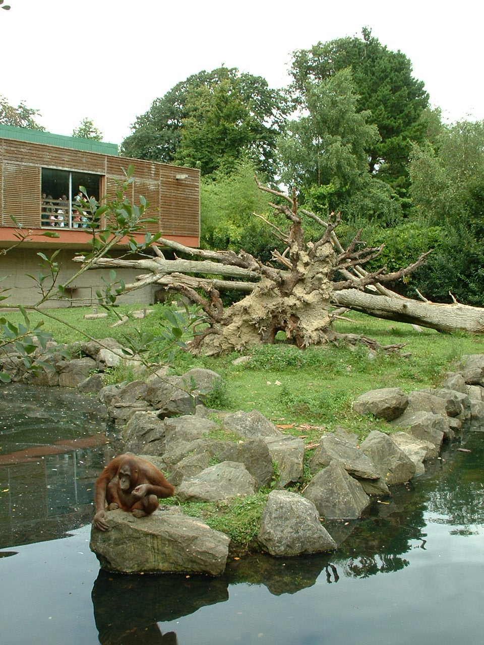 Orang House & Enclosure - Dublin 2007