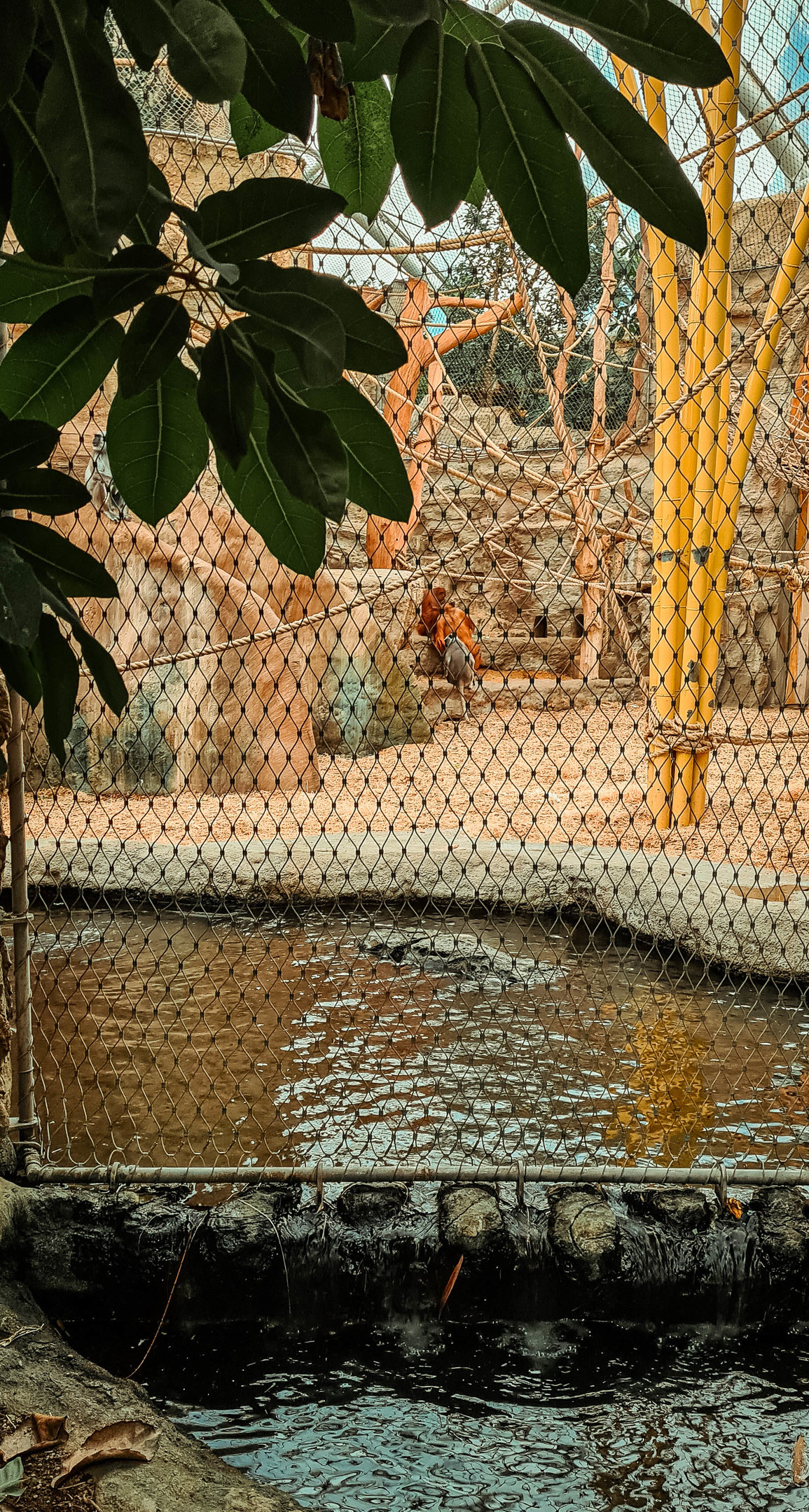 Orang / Hulman / Otter indoor