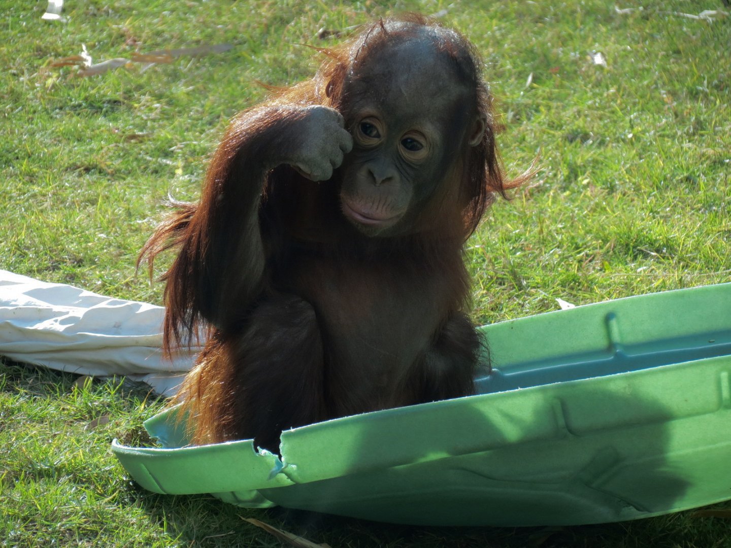 Orang-Hutan - Bornean Orangutan