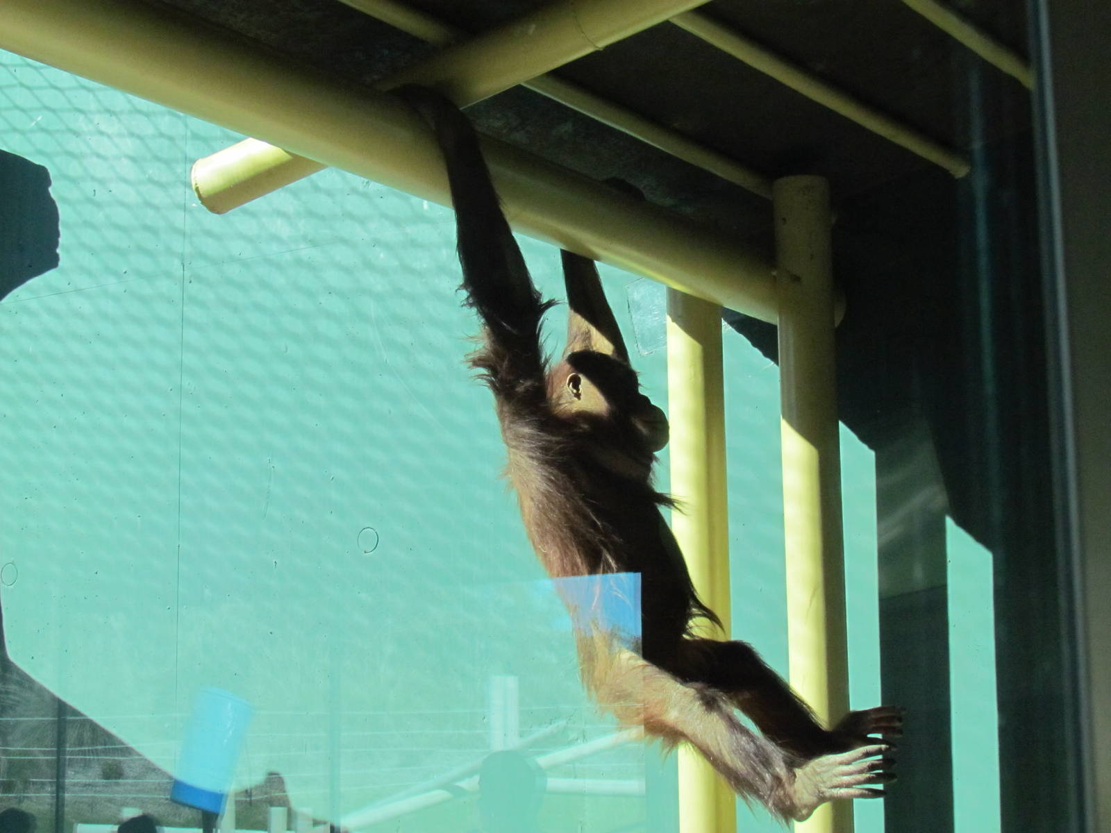 Orang Hutan: People of the Forest