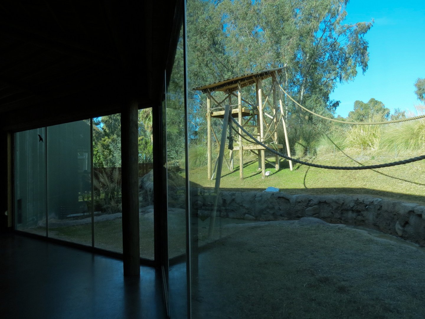 Orang-Hutan - Right Exhibit Indoor Viewing Area