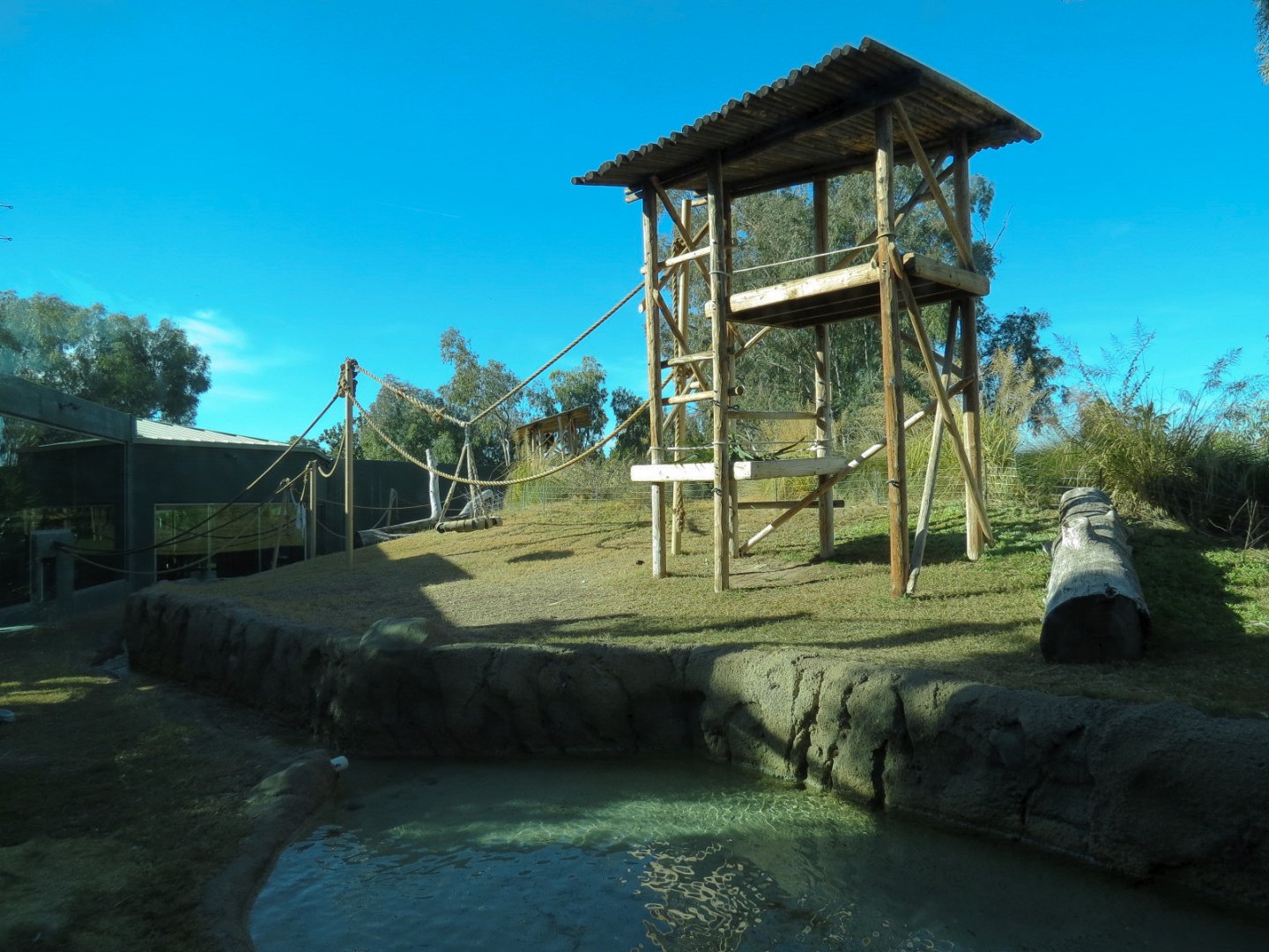 Orang-Hutan - Right Exhibit Outdoor View