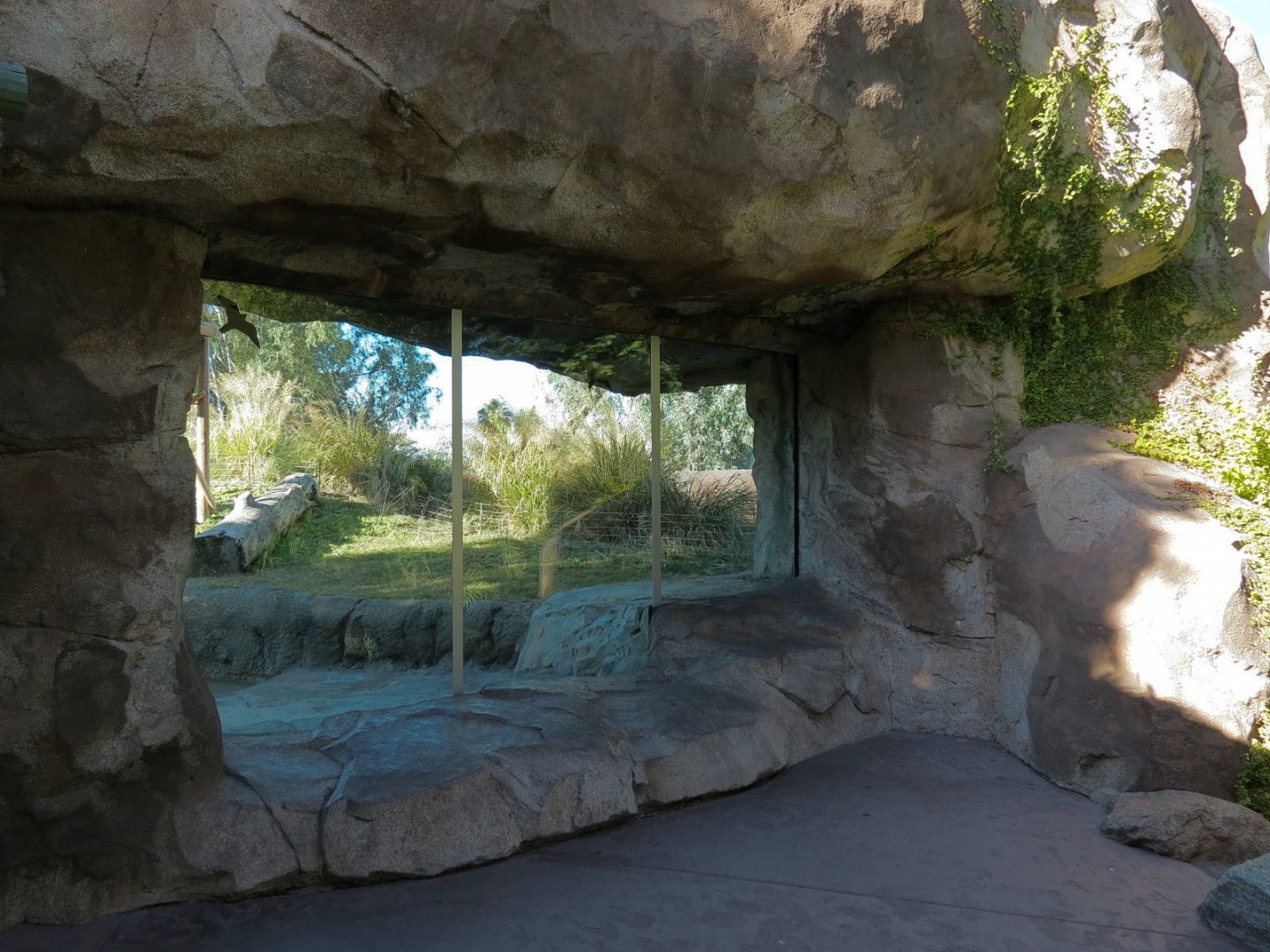 Orang-Hutan - Right Exhibit Outdoor Viewing Area