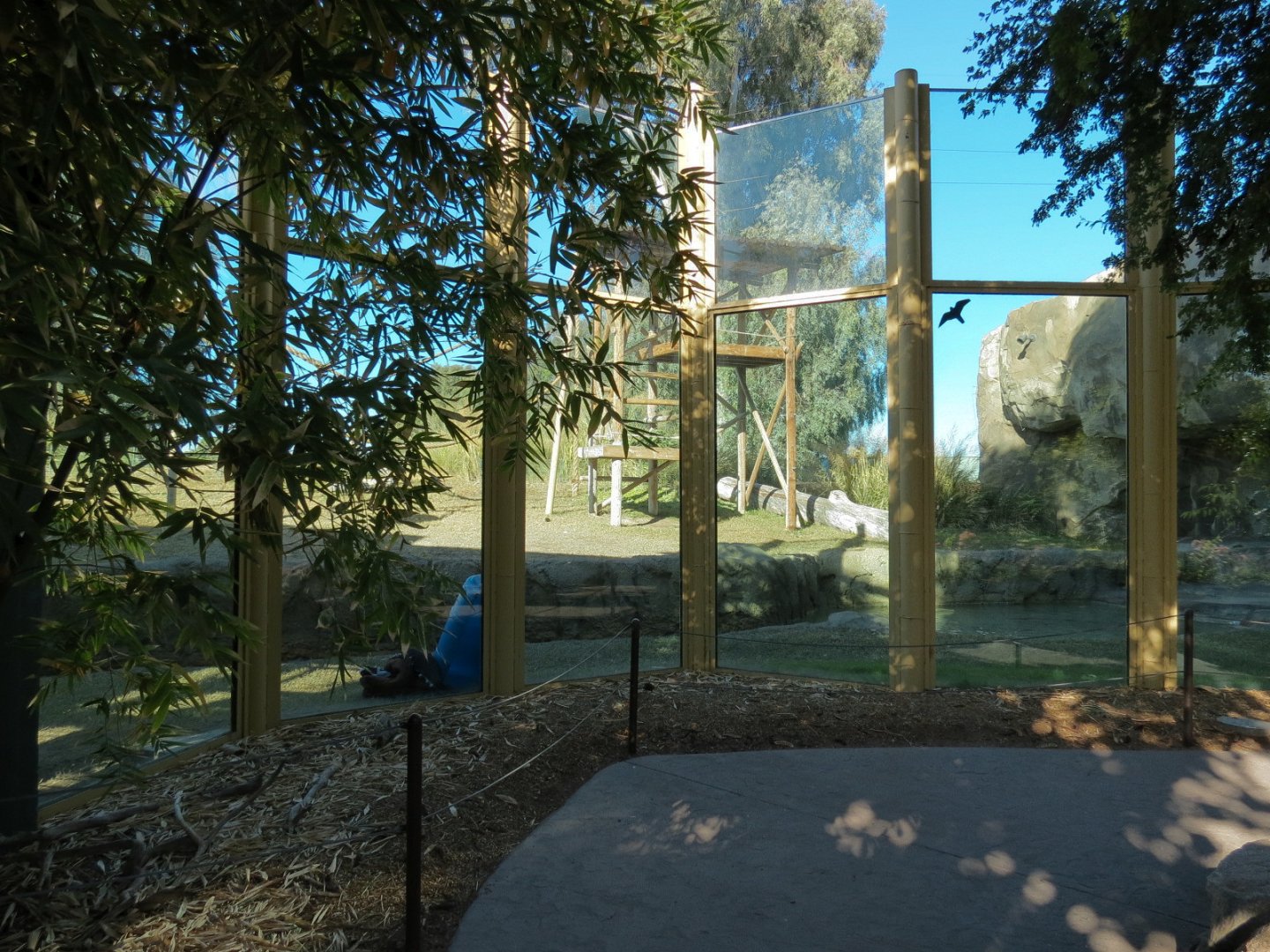 Orang-Hutan - Right Exhibit Outdoor Viewing Area