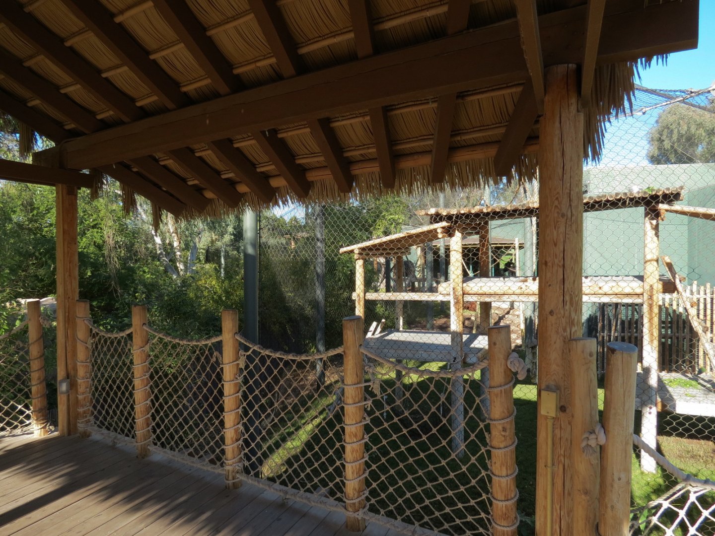 Orang-Hutan - Second Exhibit Outdoor Viewing Area