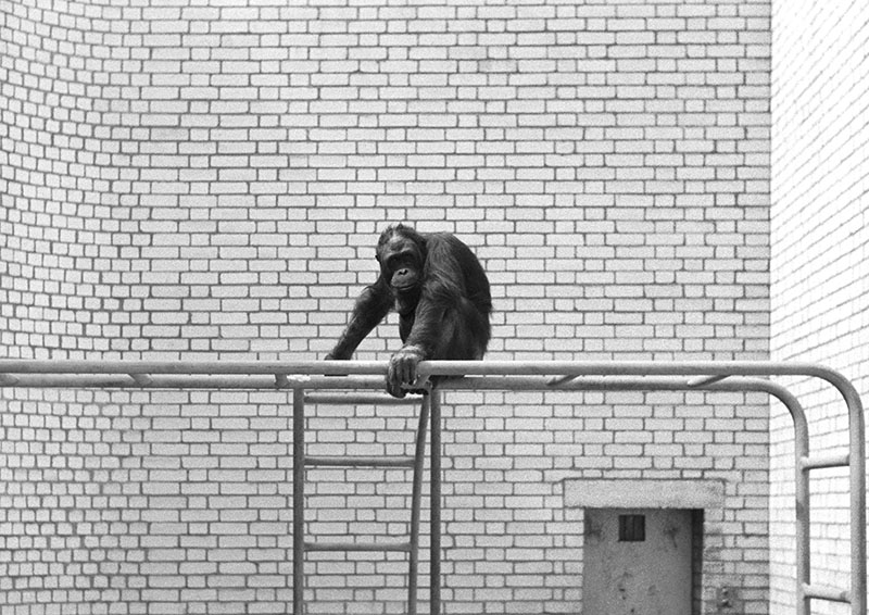 Orang in the old Ape House 1972