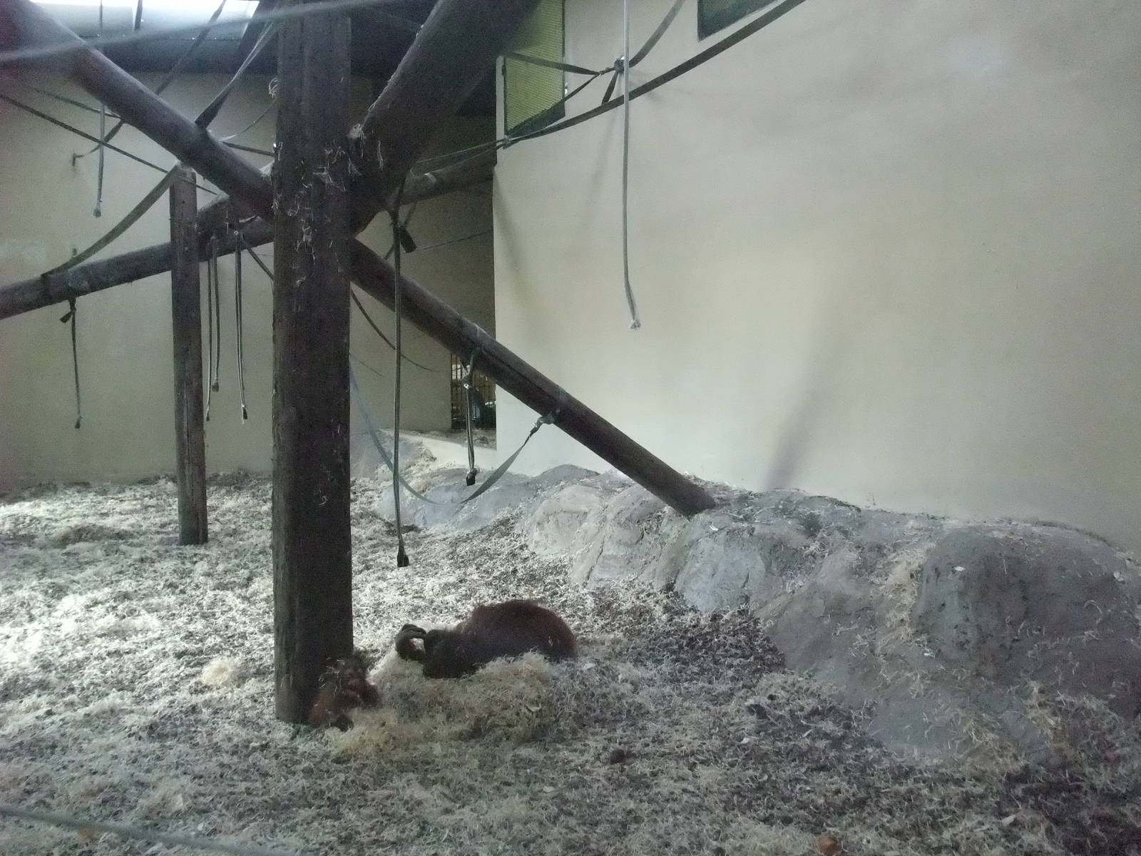 Orang Indoor Exhibit at Dudley, 18/12/11