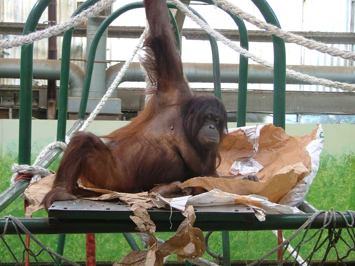 Orang posing