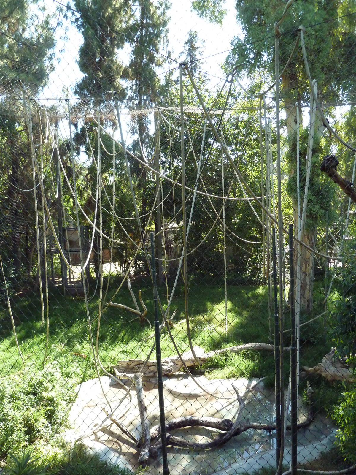Orang/Siamang Exhibit