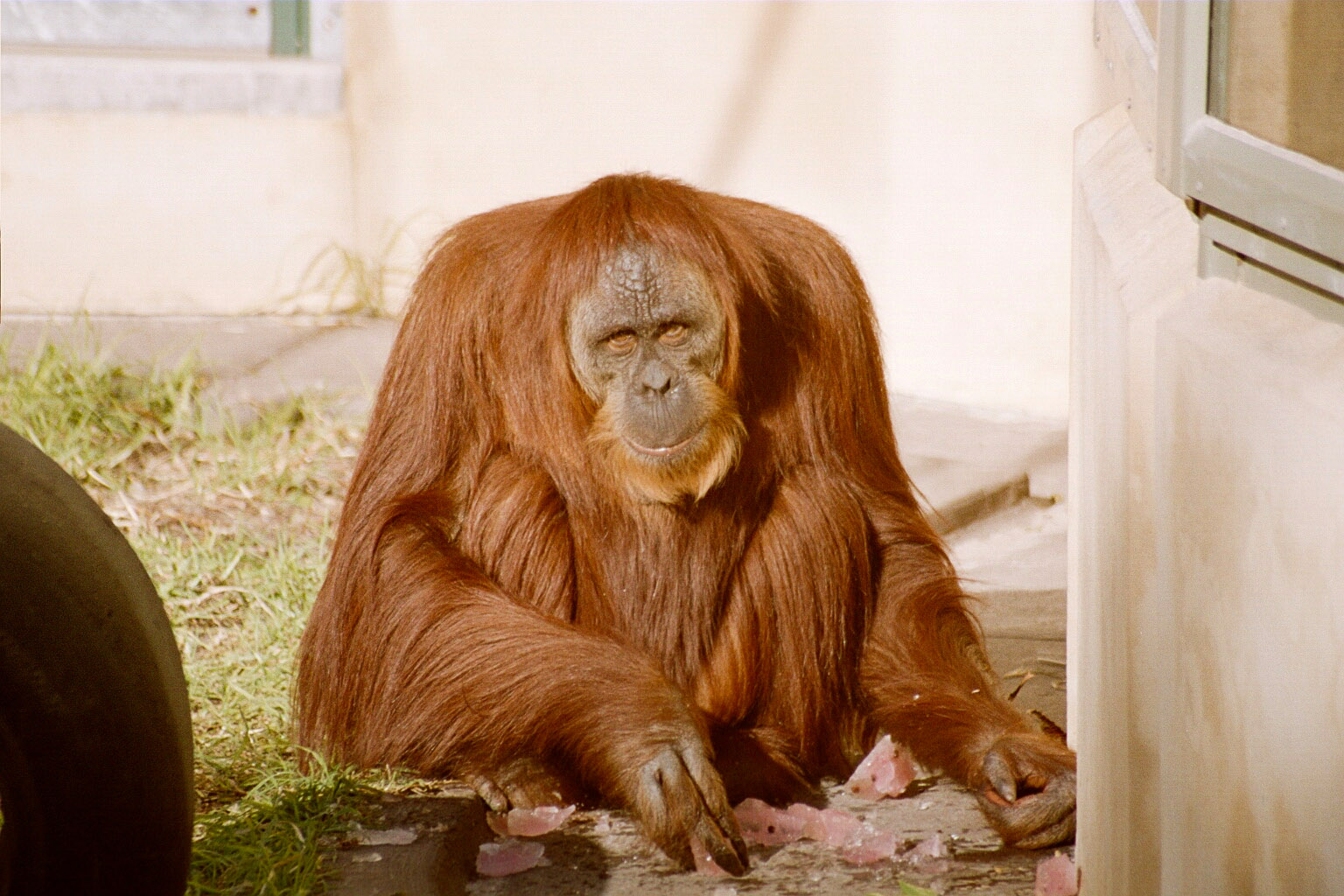 Orang snack - Jun 2004