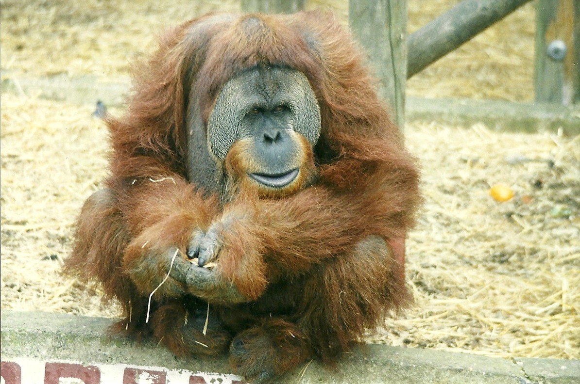 Orang-utan 1st November 1997