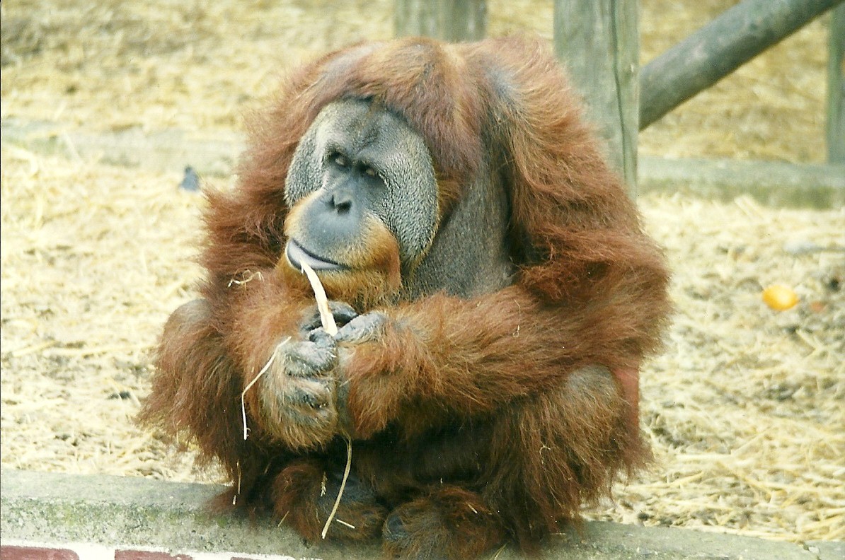 Orang-utan 1st November 1997