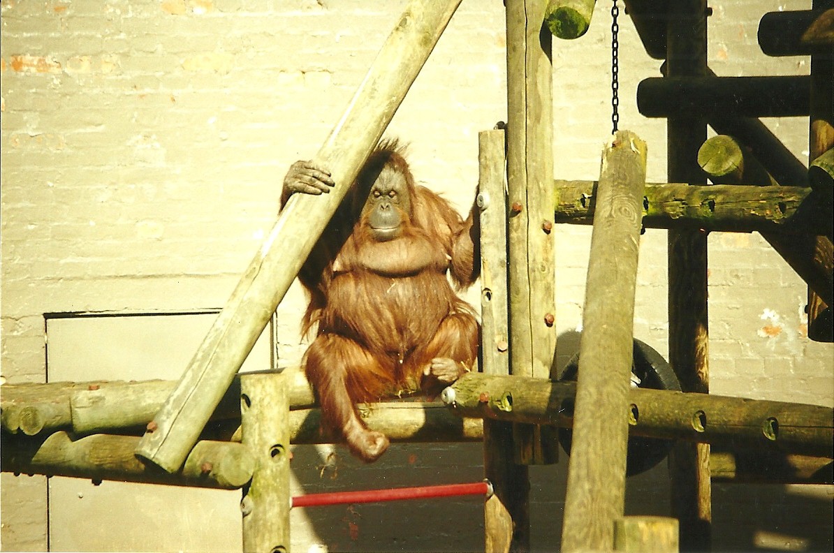 Orang-utan 27th March 1999