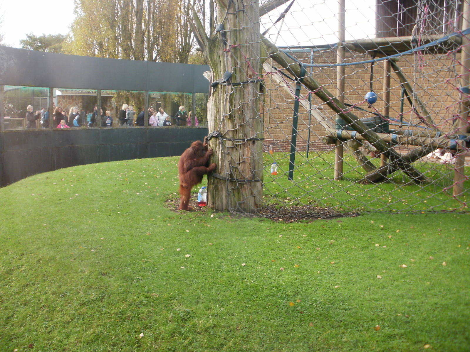 Orang-utan - 28.10.2010