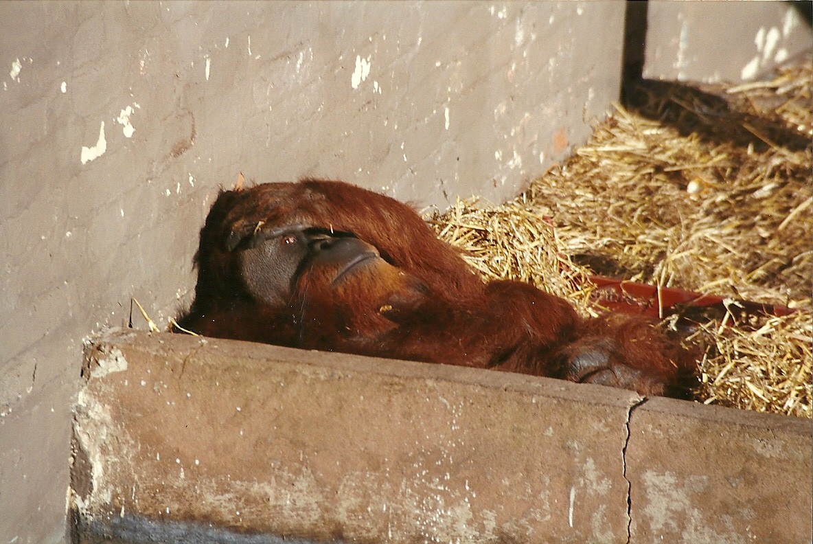 Orang-utan 31st October 1997