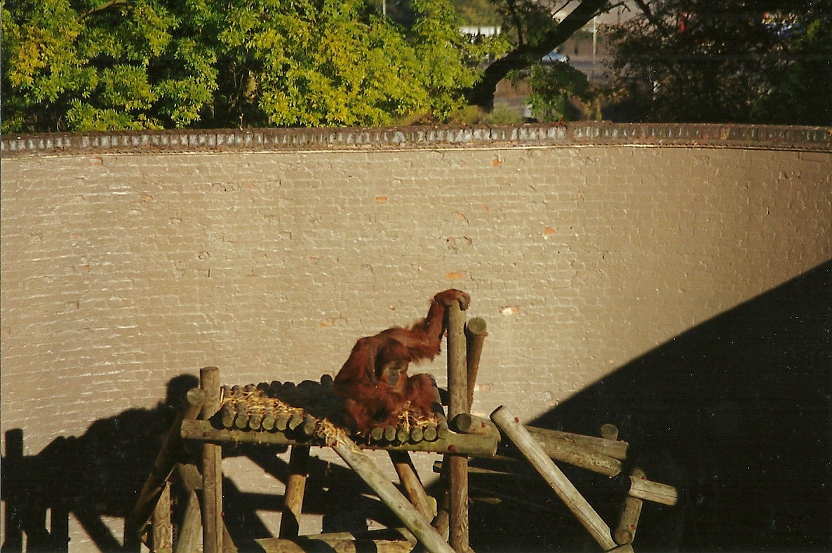 Orang-utan 31st October 1997