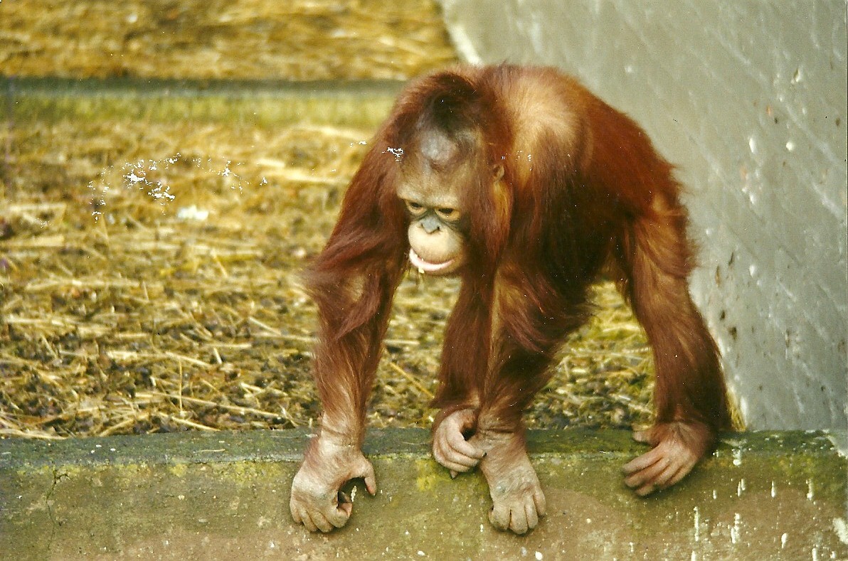 Orang-utan 5th April 1998