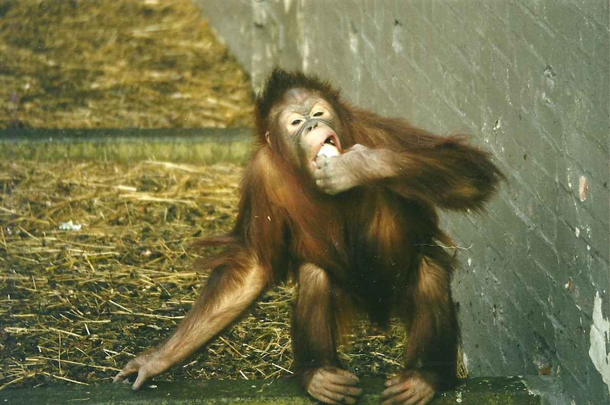 Orang-utan 5th April 1998