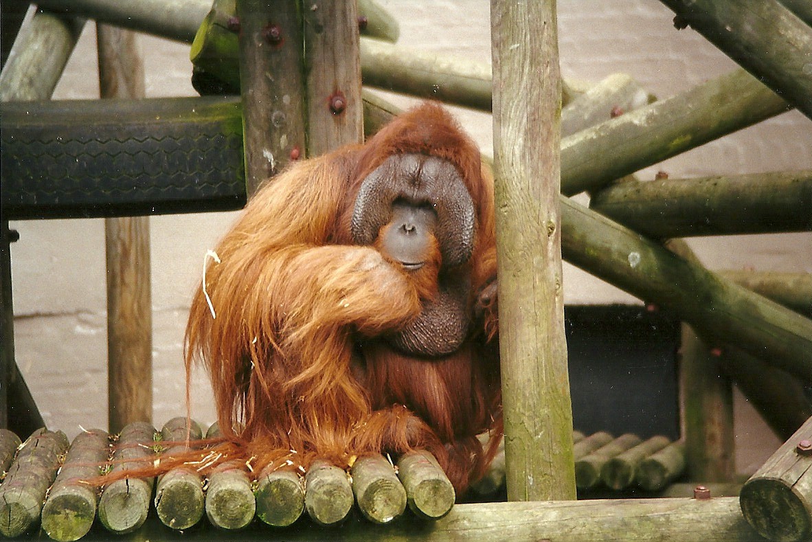 Orang-utan 6th April 1998