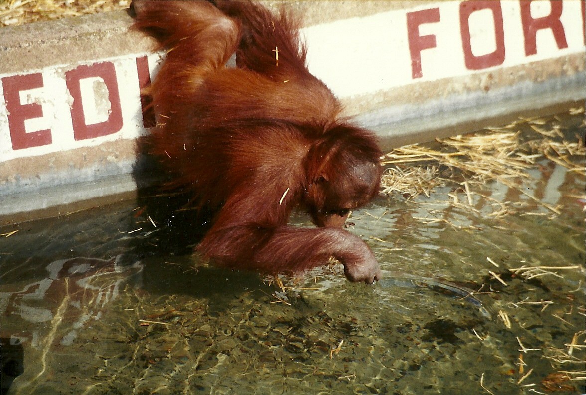Orang-utan 8th June 1996
