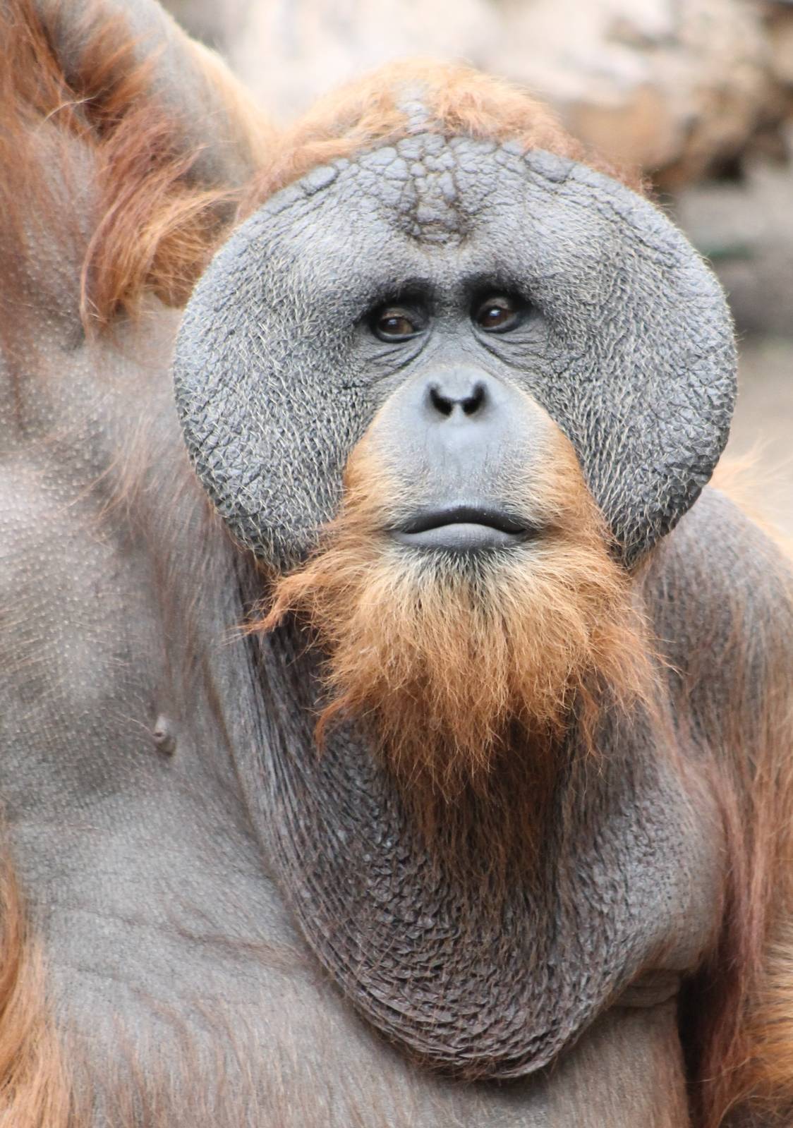 Orang utan adult male