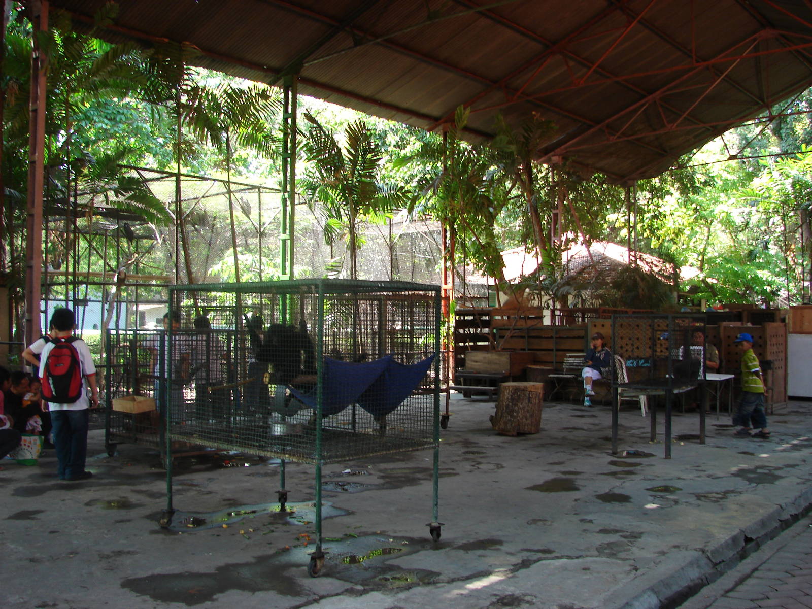 Orang-utan and gibbon cages