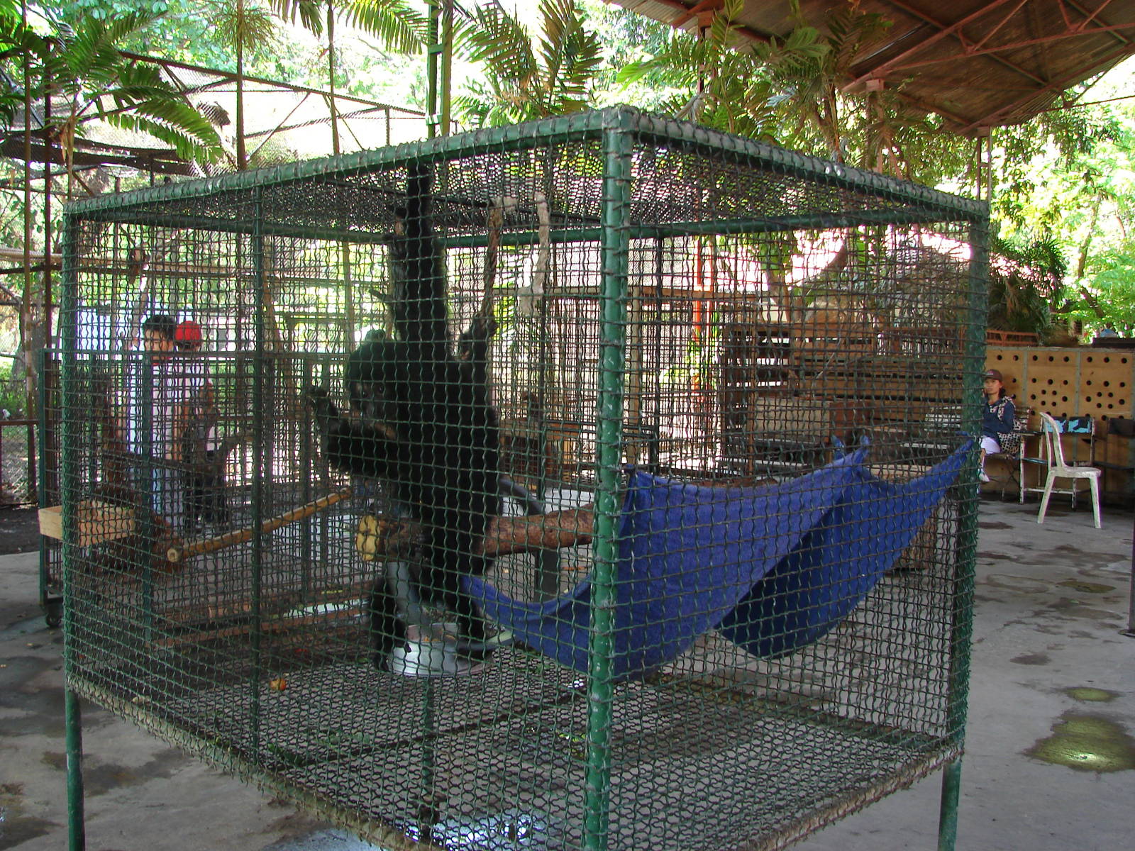 Orang-utan and gibbon cages