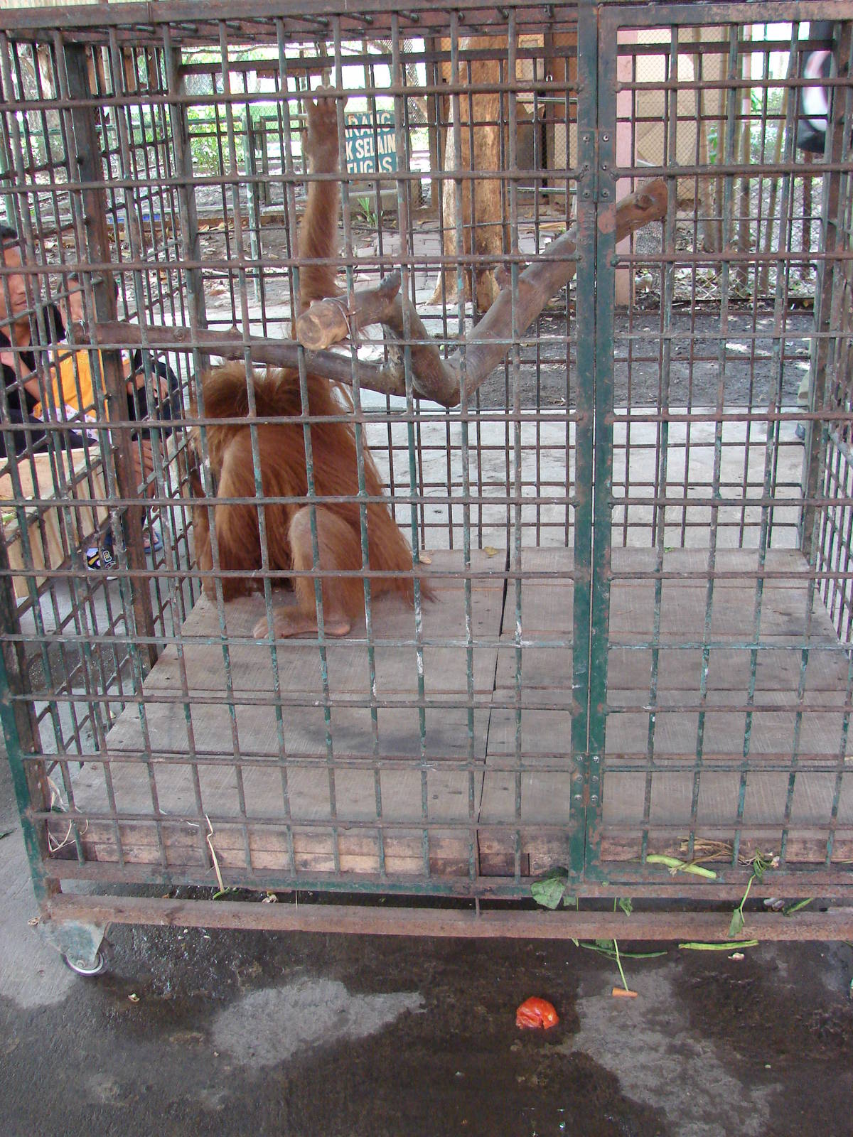 Orang-utan and gibbon cages