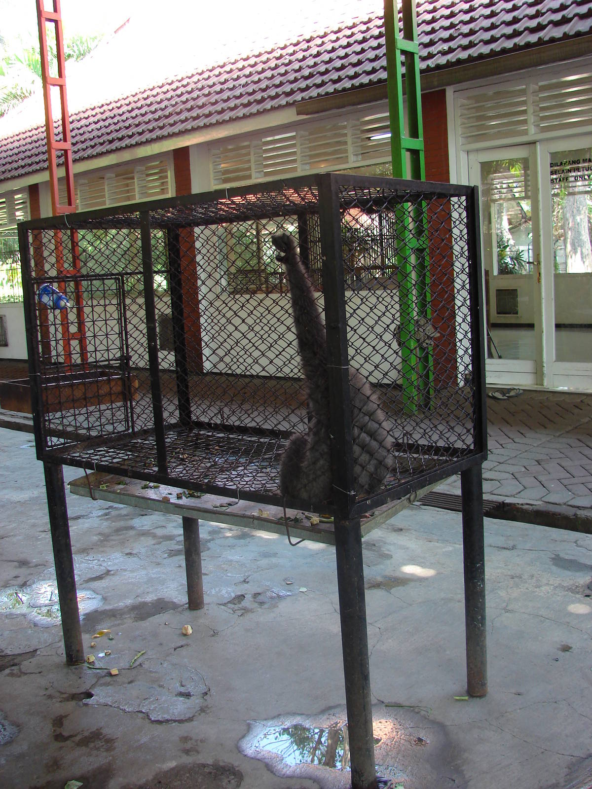 Orang-utan and gibbon cages