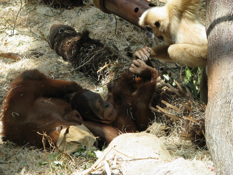 Orang-utan and Lar gibbon @ Prague zoo