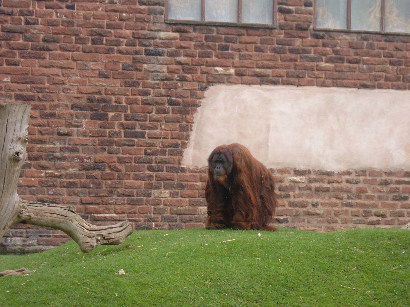Orang Utan at Chester Zoo, 2005/06