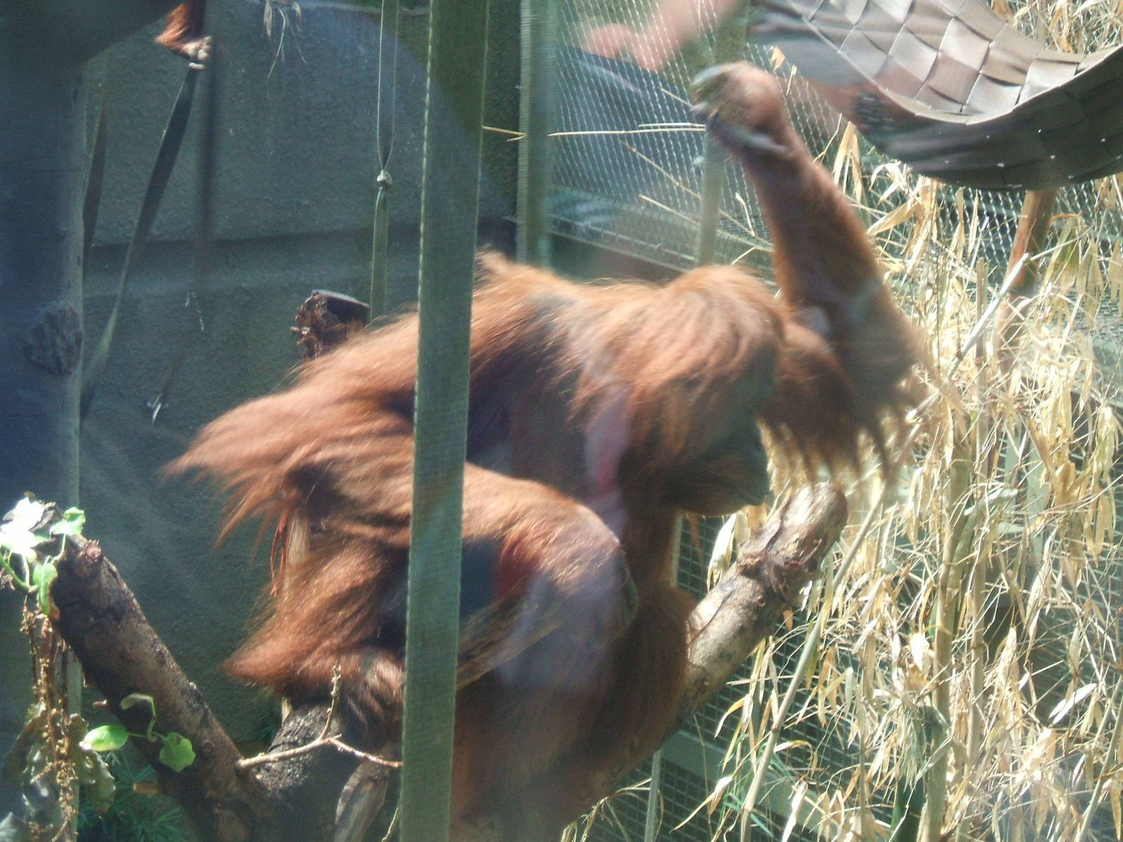 Orang Utan at Chester Zoo