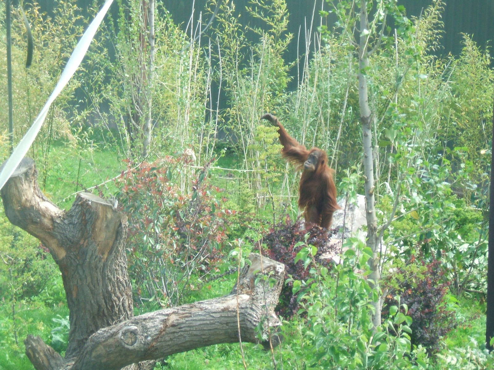 Orang Utan at Chester Zoo