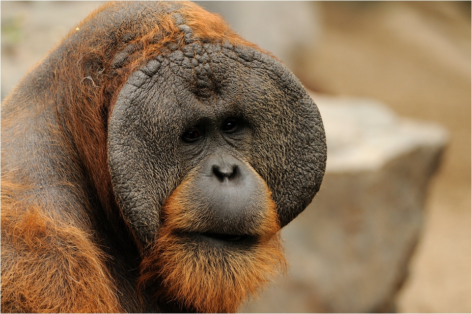 Orang Utan at Hamburg