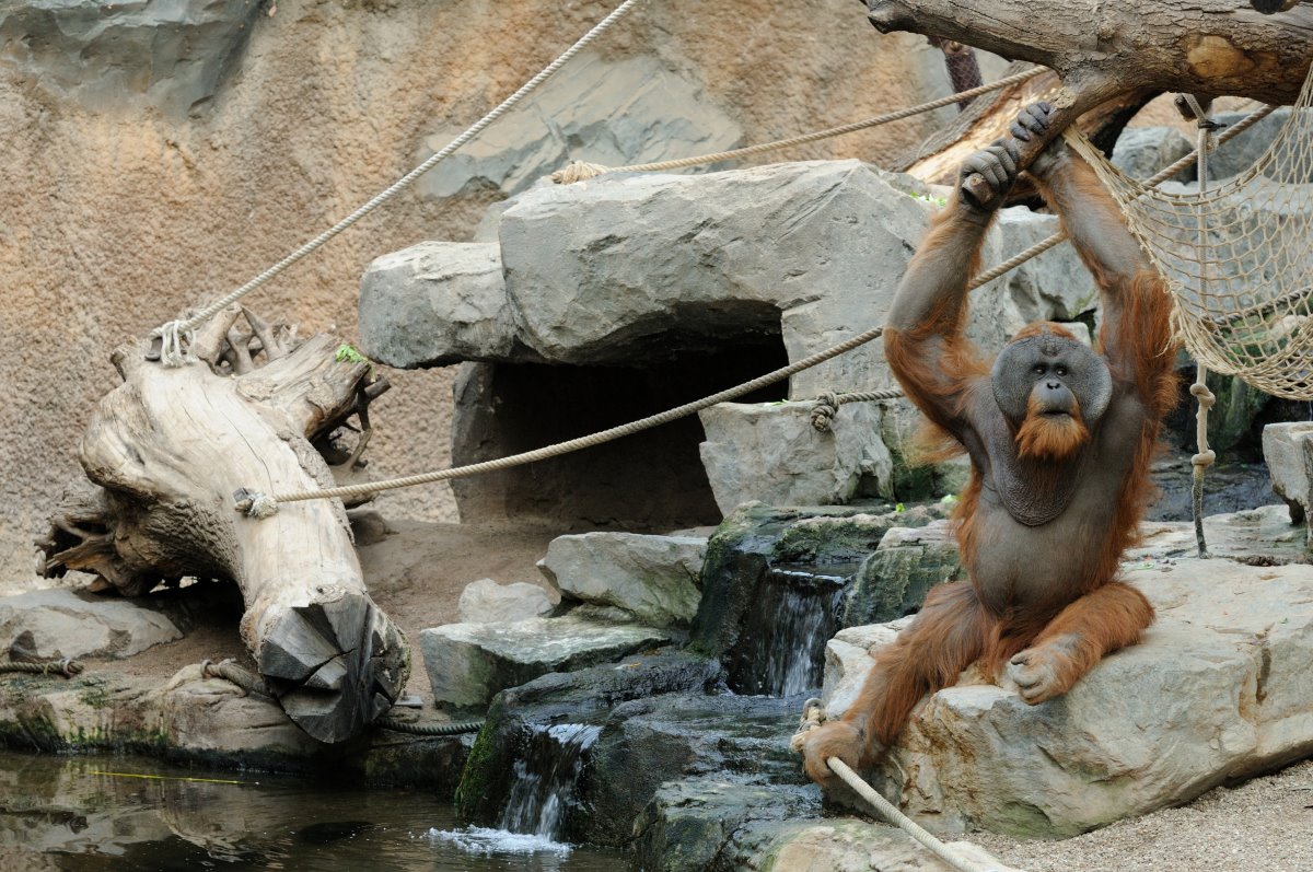 Orang Utan at Hamburg