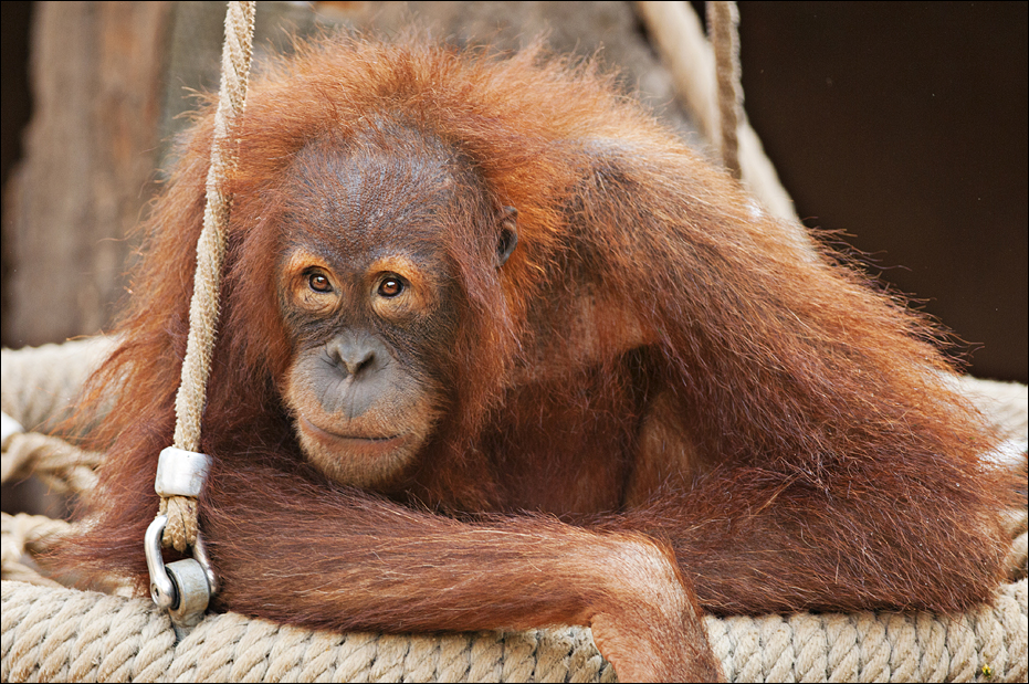 Orang Utan at Hamburg