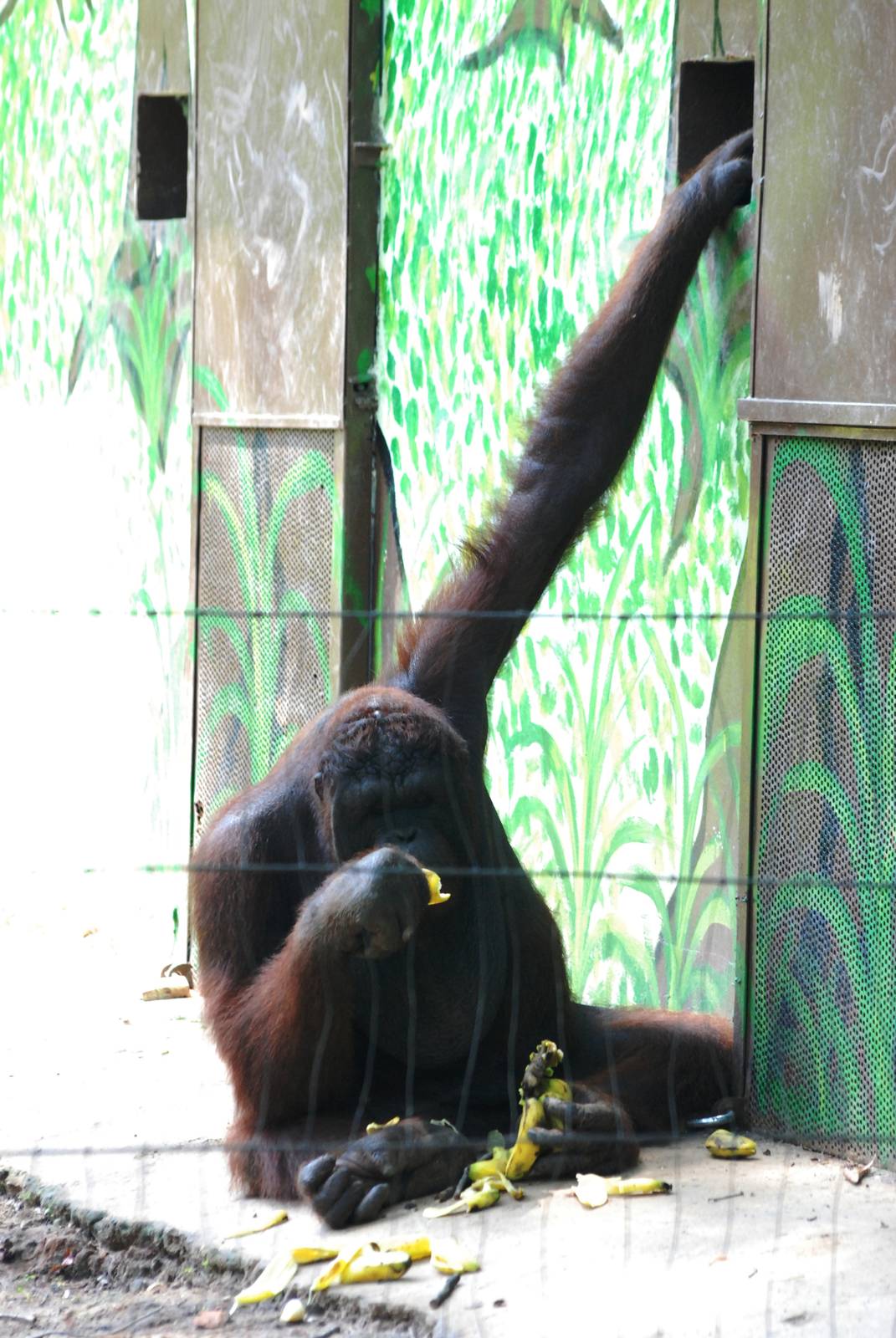 Orang-Utan at Saigon Zoo, 16/03/12