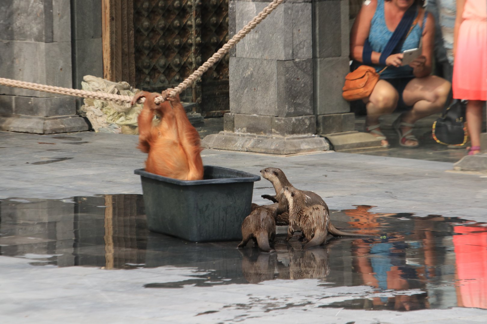 Orang-Utan Baby and Small-clawed Otter (July 2019)