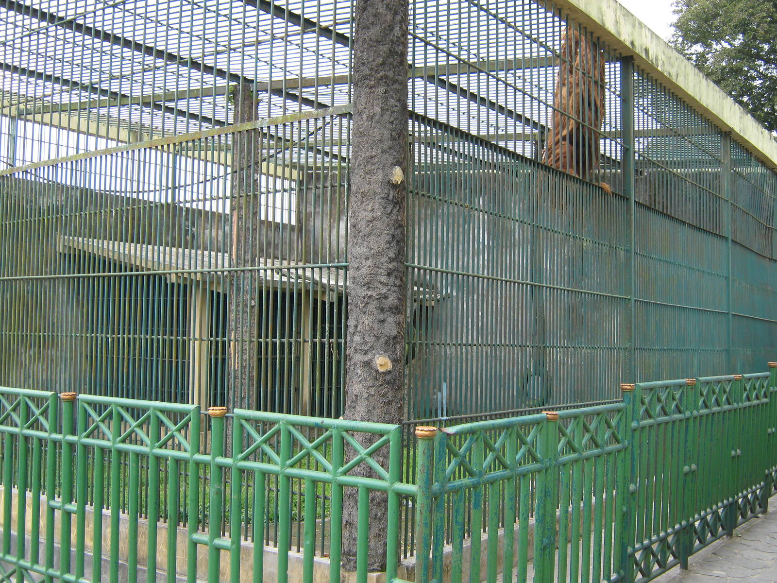 orang-utan cage