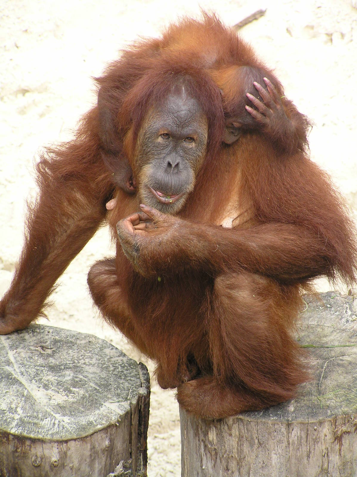 Orang utan- Dortmund - 2006