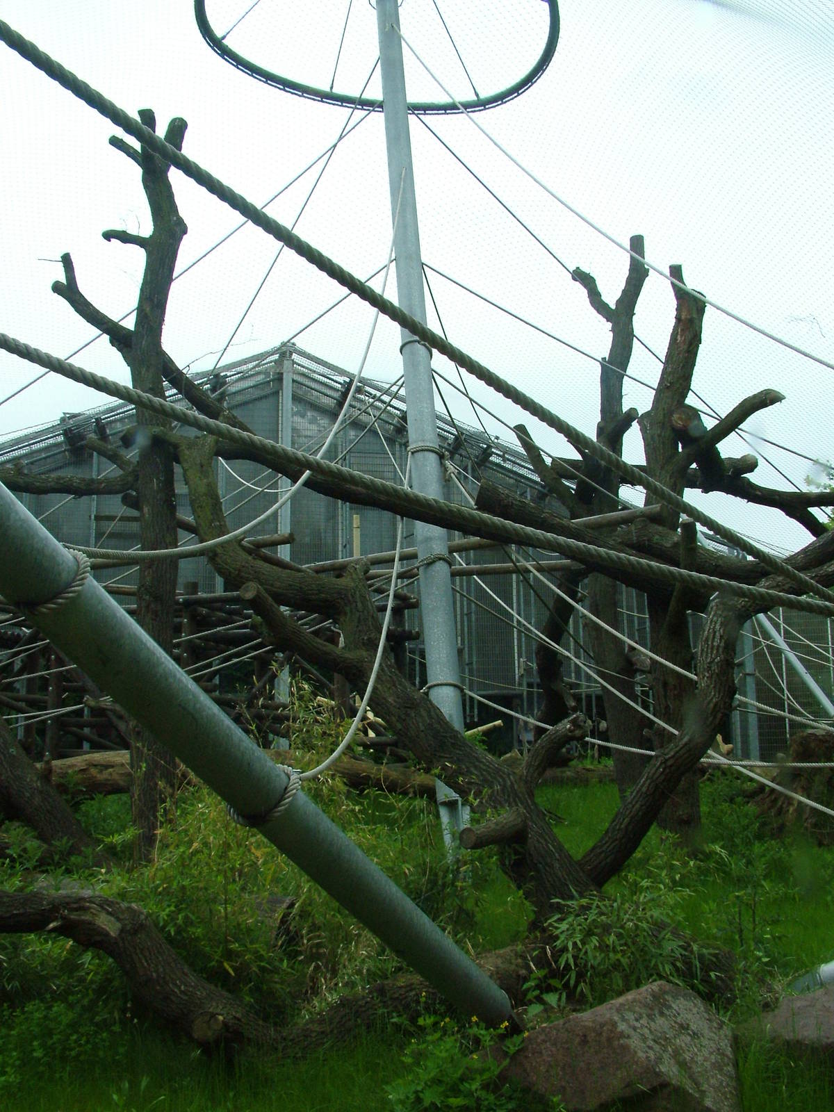 Orang-utan enclosure at Koeln 12/05/09