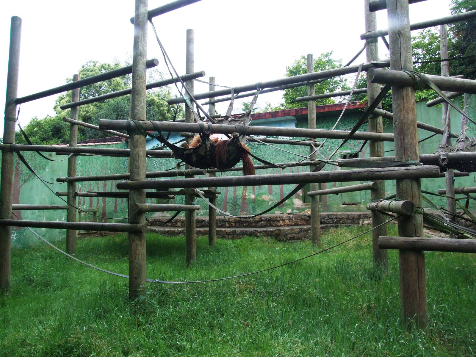 Orang-Utan Enclosure at Santillana del Mar, 13/06/15